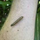 A fall armyworm. PHOTO: FAR