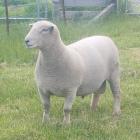 Proceeds from the $1400 sale of a Southdown ram bred by Waimate stud breeder Chris Medlicott went...