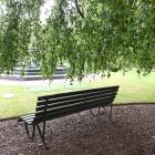 A weeping beech, Fagus sylvatica Pendula, provides a shady place to sit relax on a hot day at the...