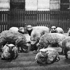 Woolly lambs, frozen whole and transported to Wembley for the British Empire Exhibition by the...