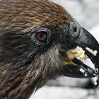 A kea on the Milford Road at Monkey Creek is at risk of poisoning itself when it should be...