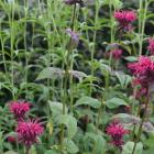 Monarda "Raspberry Wine" can be found in the herb garden or  herbaceous  borders at the Dunedin...