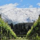 Wooing Tree is a family-owned vineyard in Cromwell. PHOTO: PAM JONES
