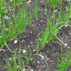 Onions can now be planted now. PHOTO: ODT FILES