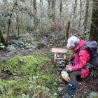 A volunteer trapper sets a rat trap with peanut butter near the Blue Pools, Makarora. PHOTO:...