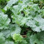 Rhubarb needs rich, well-manured soil. Photo by Gillian Vine.