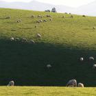 A wool working group says an increasing shift to using natural and environmentally sustainable...