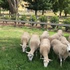 Wanaka Show sheep section volunteer Murray Sheppard, of Cromwell, checks some sheep on Tinwald...