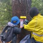 Local Rotarians and fellow volunteers will be deploying wasp bait stations in Dunedin’s Town Belt...