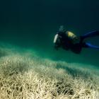 The Great Barrier Reef has seen five mass bleaching events in eight years, which experts have...