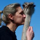 Animal farm founder Wendy Adriaens gives Blondie the 6-year-old ostrich a hug. Photo: Reuters 