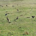 Rabbits near Waihola. Photo: Stephen Jaquiery