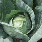 Cabbage seed can be sown this month.
