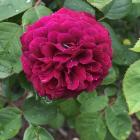 Deep red and purple roses are often found on men’s graves.