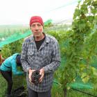 Quartz Reef owner and winemaker Rudi Bauer examines grapes from the winery’s Bendigo vineyard...