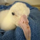 A toroa chick in ICU after eating plastic. Photo: Dunedin Wildlife Hospital 
