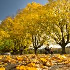 A scooter is ridden through dry autumn leaves at the Gardens corner, in Dunedin yesterday. While...