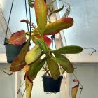 This Nepenthes hybrid (a pitcher plant) is on show at the Dunedin Public Garden. PHOTO: GREGOR...