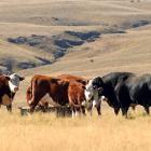A purple patch is expected for farm-gate meat prices once the Omicron outbreak eases. PHOTO:...