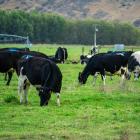 Cows graze on a Duntroon farm which would have been affected by proposed overlays in the Waitaki...