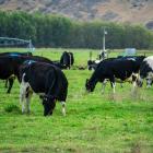 Cows graze on a Duntroon farm which would have been restricted by zone changes in the new...