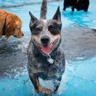 The Pooch Pool Parties will be held at the Waltham and Templeton summer pools. Photo: Newsline