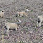 Dry weather is affecting farmers throughout Otago and crops sown for winter feed have been poor...