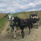 Gore man Neil MacLeod drives horses Missie (left) and Rob down an incline while granddaughter...