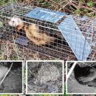 Three ferrets were caught in traps this month after killing at least 21 tītī chicks at one of...