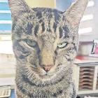 Toby the tabby had his whiskers cut off. PHOTO: SUPPLIED