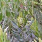 Leucadendron laureolum can be found growing at the Dunedin Botanic Garden. PHOTO: GREGOR RICHARDSON