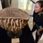 Natural science collection technician On Lee Lau examines a giant cup sponge at Tuhura Otago...