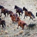 Wild Kaimanawa horses. Photo: The New Zealand Herald