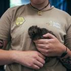 Pakō hatched at Queenstown’s Kiwi Park last month, the first chick to be born at the sanctuary in...