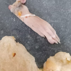 Foodstuffs has recalled a line of garlic bread after claims a rat's foot was found in a loaf.