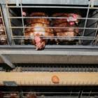 More than 80 percent of liquid egg imports in 2022 came from China and Australia, where egg...