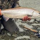 A sea-run salmon caught in the Rakaia river in South Canterbury. PHOTO: SUPPLIED