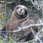A record crop . . . One of Dunedin’s 31 new New Zealand sea lion pups hides in the bushes at...