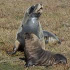 A male New Zealand sea lion pup and adult female bask in the sun at an Otago Peninsula sea lion...