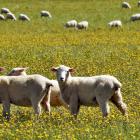 Demand for lamb and mutton is remaining weaker than expected, affecting farm profitability. PHOTO...