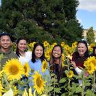 Posing in a sunflower crop in Clinton are (from left) Francis Layug, Girlie Ellaso, Annika Vego,...