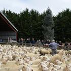 PGG Wrightson Russell Maloney auctions a Wiltshire cross ewes at an on-farm capital stock sale in...
