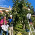 Getting stuck in to picking apples from heavily laden trees at a North Dunedin property are (from...