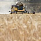 Canterbury’s sparkling harvest is only being soured by nosediving prices for grain and seed....