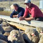 Australian Nuffield scholar Andrew Rolfe (left) views some merino sheep with Angus Fraser at Bog...