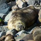 A juvenile elephant seal once again relaxes on the rocky shore of the Oamaru Blue Penguin Colony...