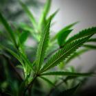 Cannabis has been outlawed in New Zealand since 1927 but could be legalised for recreational use...