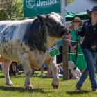 Shaye Roskam, 16, leads a Belgian Blue bull from Te Aroha, Waikato, around the ring.