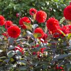 Dahlia "Fire Mountain" is putting on a stunning display at the Dunedin Botanic Garden. PHOTO:...