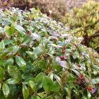 Gaultheria procumbens at Dunedin Botanic Garden. PHOTO: GERARD O'BRIEN